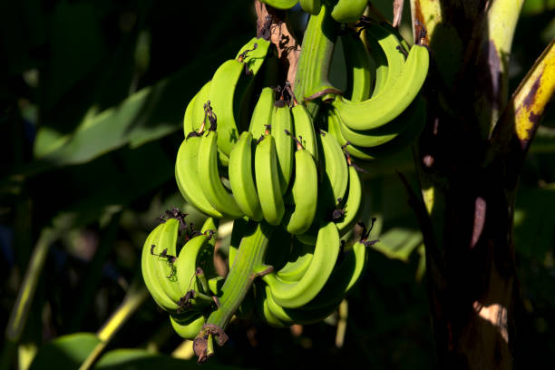 Bananas on a banana tree