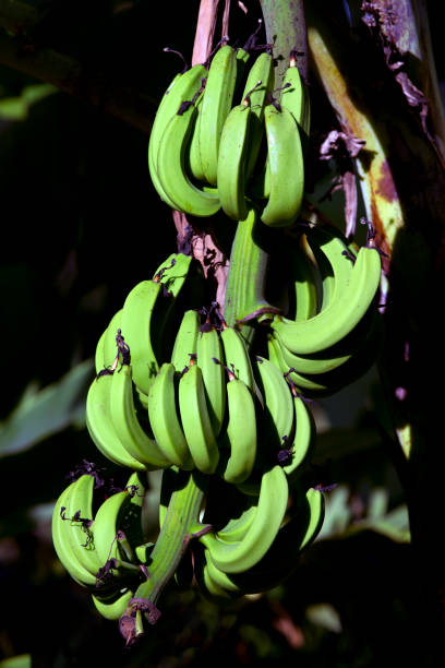 Bananas on a banana tree