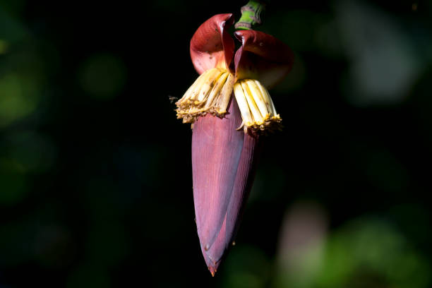 Banana blossom flowers hanging on a banana tree.