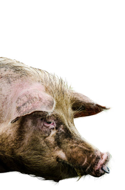 Mangalitsa pigs in the hutch