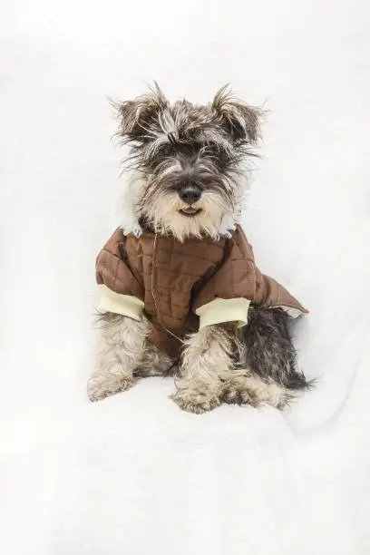 Full-length portrait of a gray and white Schnauzer breed dog, dressed in a brown and beige sweater, sitting on a white textured background.