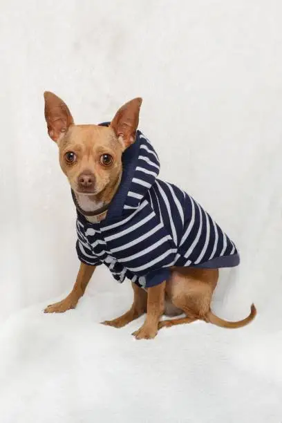 Full-length studio portrait of a honey-color Chihuahua breed dog, dressed in a blue and white striped sweater, sitting on a textured white background.