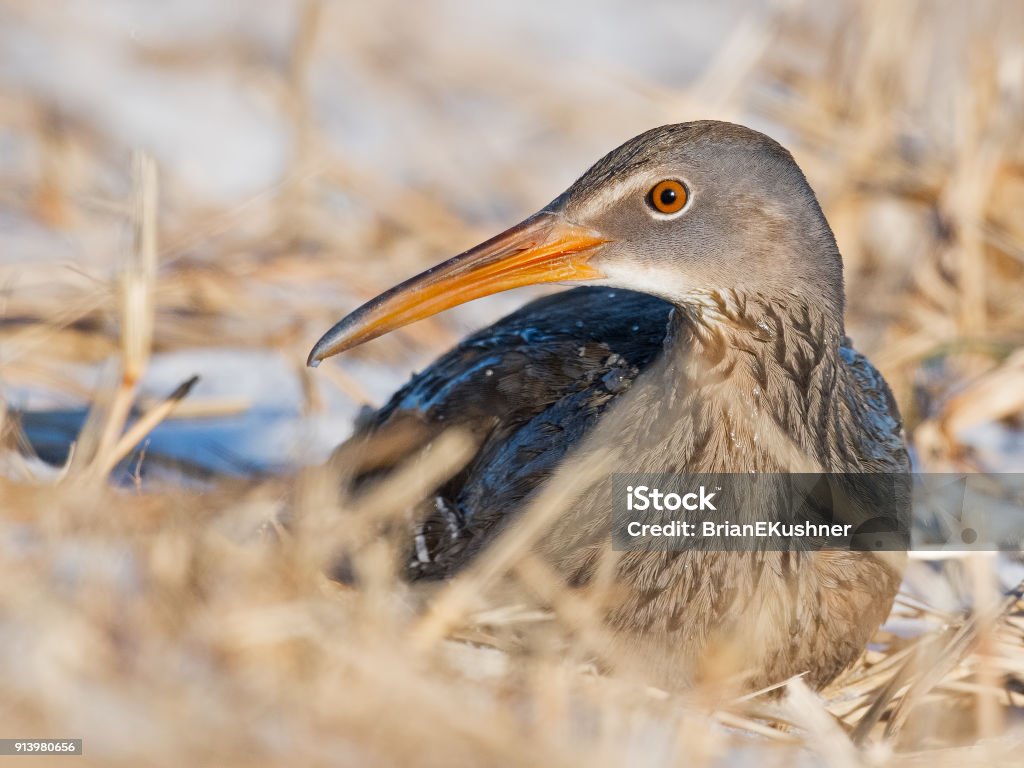 Clicker Rail Clapper Rail Stock Photo - Download Image Now - Animal Wildlife, Bird ...