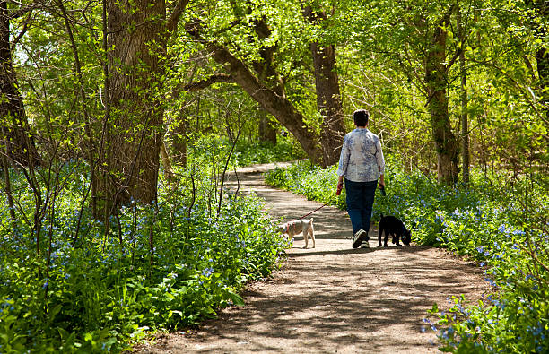 Mature adult woman walking a dog in a public park in Sweden, Stockholm. Her pet is a purebred Shiba inu. Woman is wearing a raincoat with a hood on her head because it is cloudy and it is raining on early spring morning.