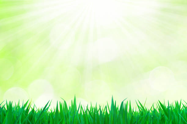 istock Green grass on the bokeh green background textures and sunlight 913983308