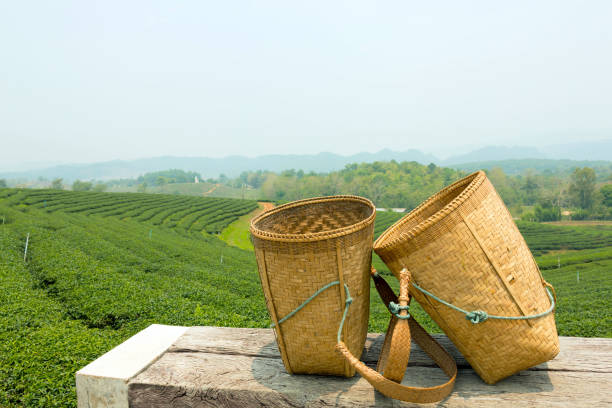 istock green tea field and bamboo basket 913984080