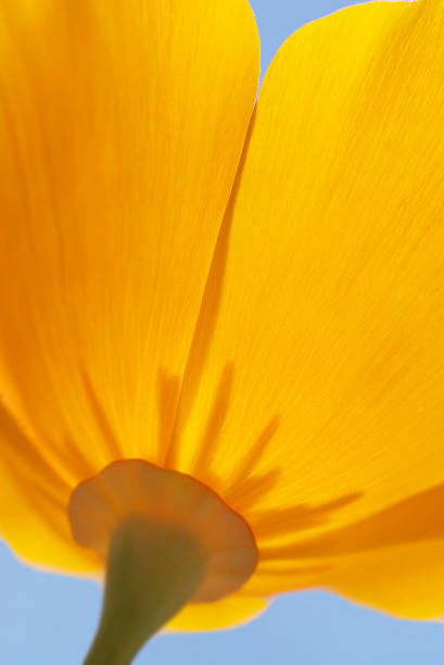 An orange Californian poppy after a rain shower.