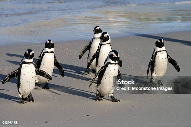 Foto de Pinguins Africanos Em Boulders Beach Na Cidade Do Cabo África Do Sul e mais fotos de stock de Spheniscus Demersus