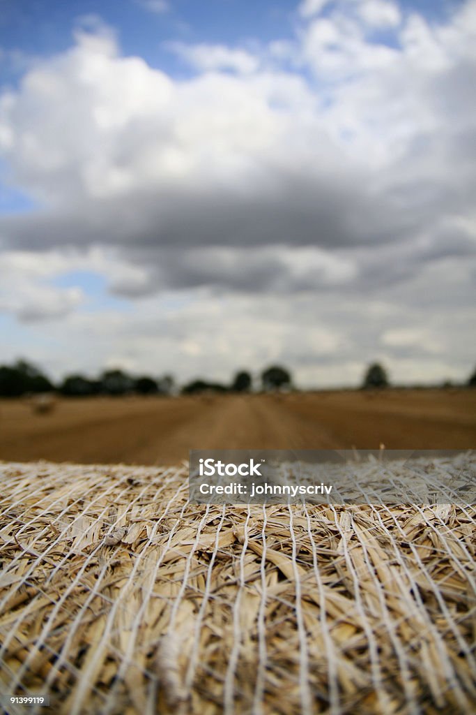 Stoppelbart field. - Lizenzfrei Baum Stock-Foto