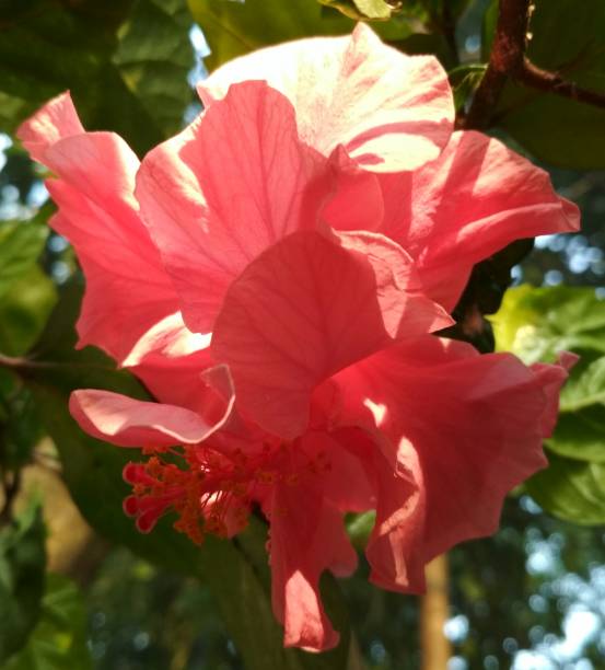 istock Hibiscus rosa-sinensis flower 913992026