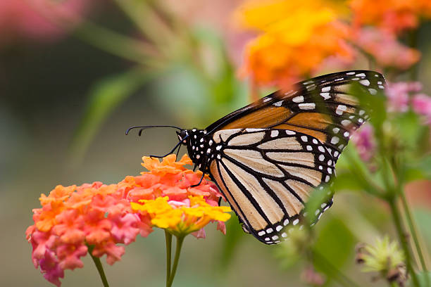 istock Monarch on Lantana Flowers 91399429