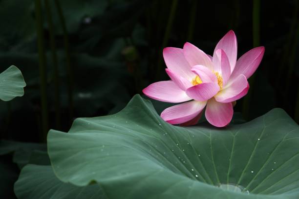 feuille de lotus et - lotus single flower water lily water photos et images de collection