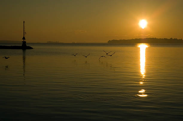 istock Birds Flying Over Water at Sunrise 91399540
