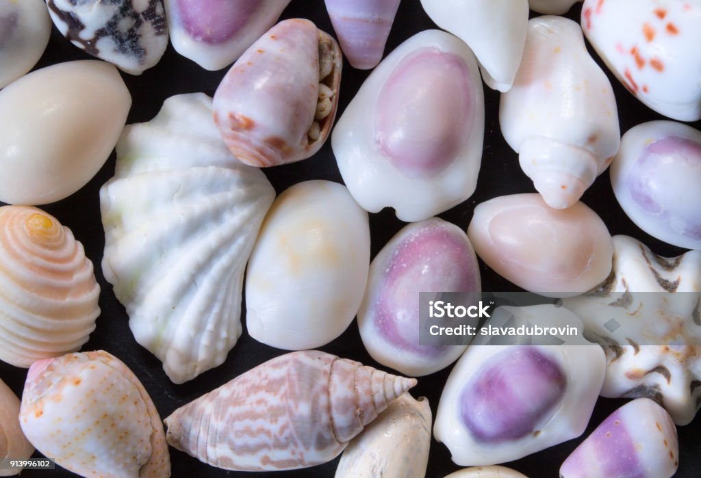 White Purple Sea Shells Background Small Shells Closeup Sea Shell