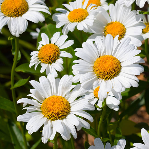 Daisy Flowers stock photo