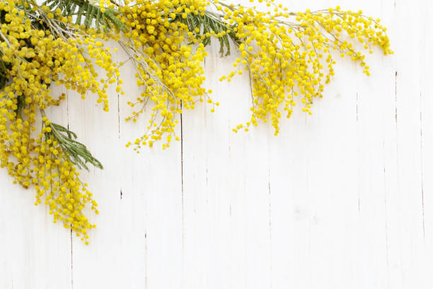 istock mimosa on white wooden background 914000184