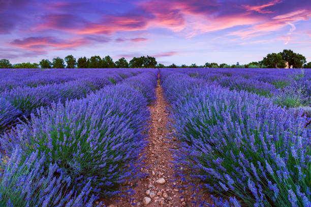 istock Lavender field summer sunset landscape 914000206