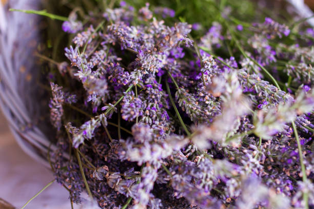 istock lavender flowers close-up 914000354
