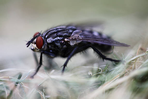 Cambridge Flesh fly  flesh fly photos stock pictures, royalty-free photos & images
