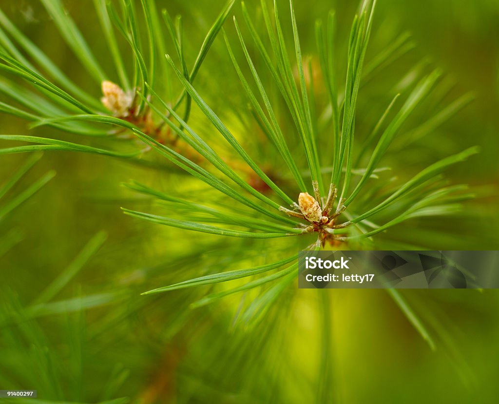 macro de pin arbre Branche - Photo de Abstrait libre de droits