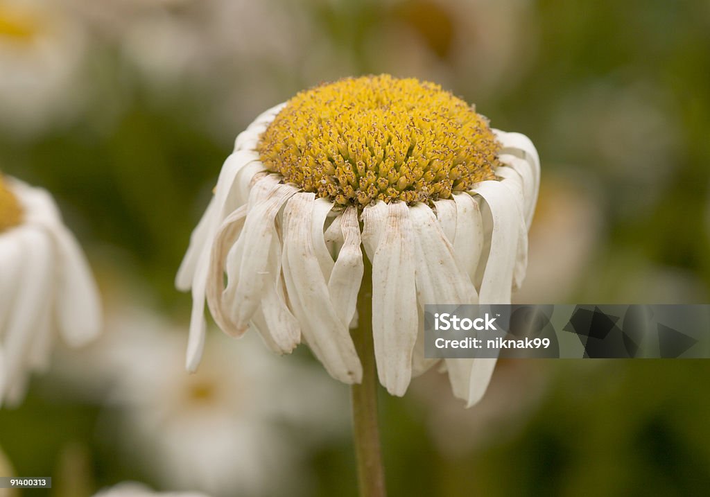 daisy dopo le prime - Foto stock royalty-free di Margherita