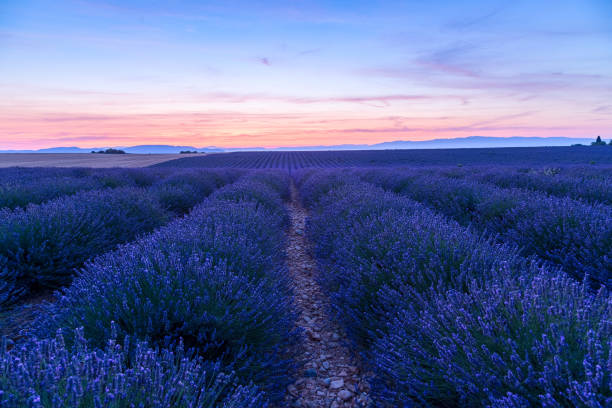 istock Lavender field summer sunset landscape  near Valensole 914003418