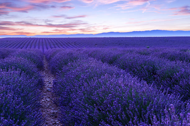 istock Lavender field summer sunset landscape  near Valensole 914003606