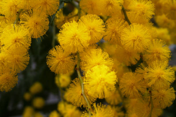 Close-up on a mimosa flower heads.