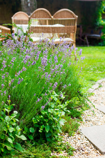 istock lavender flower in the garden 914003692