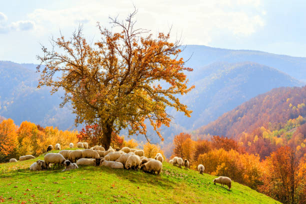istock Sheep under the tree in Transylvania 914003810