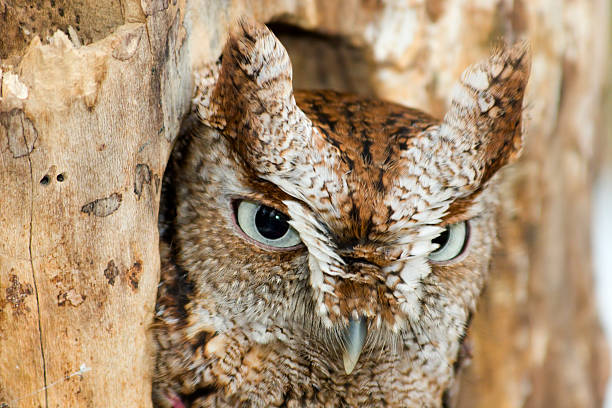 petit-duc maculé des indes - red owl screech owl animal photos et images de collection