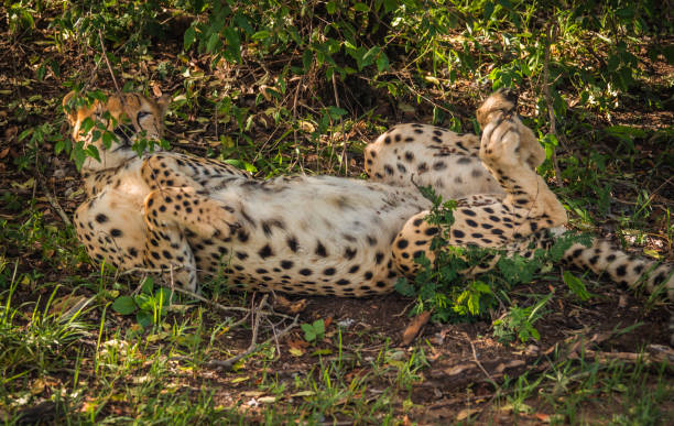 istock African cheetahs in Masai Mara park in Kenya 914007414