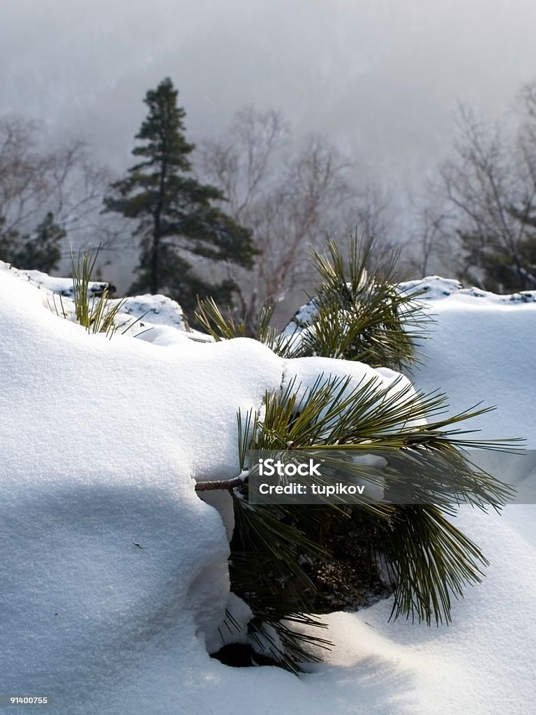 Ramo di pino ricoperto di neve - Foto stock royalty-free di Abete