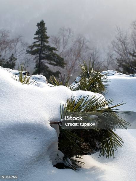 Ramo Di Pino Ricoperto Di Neve - Fotografie stock e altre immagini di Abete - Abete, Ago - Parte della pianta, Albero