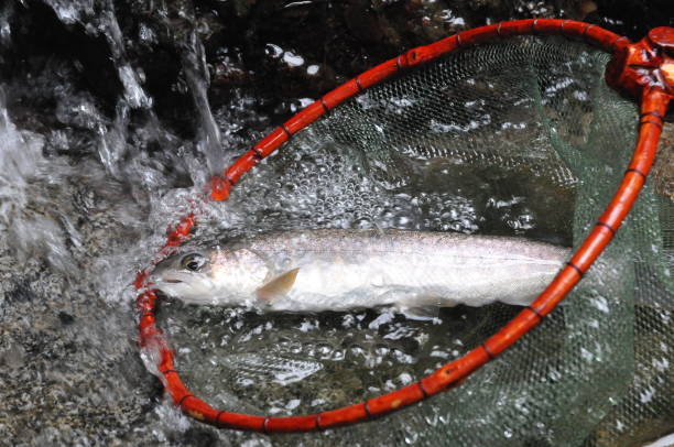 istock Catch a Arctic Char.Mountain stream.Iwana 914007630