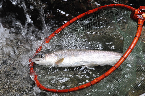fish on in a basin of waterfall.The fish is Iwana(japanese name).This fish is still alive.