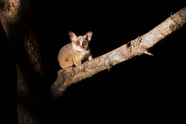 Bushbaby clinging to a branch in the dark illuminated by a spotlight stock photo