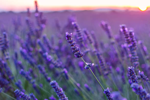 istock Sunset over a violet lavender field in Provence 914008082