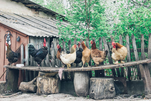 istock Hens and Roosters standing on a bench 914008164