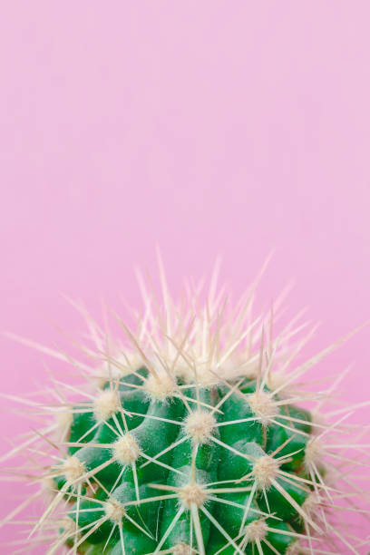 istock Cactus close up on the pink background 914010486