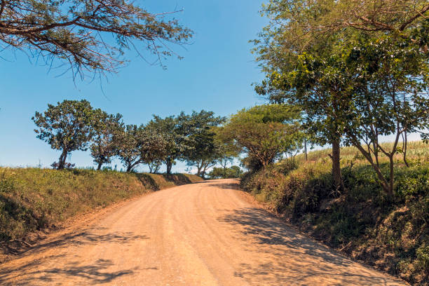 istock Empty Dirt Road Through Trees and Sugar Cane Plantations 914010586