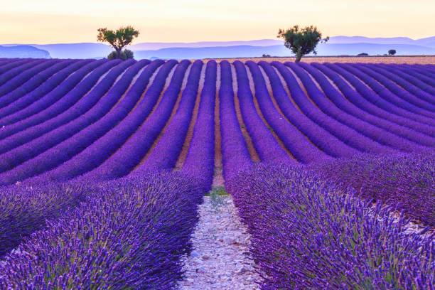 istock Lavender field summer  near Valensole 914010986