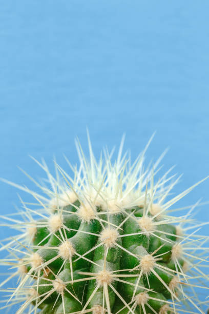istock Cactus close up on the blue background 914011120