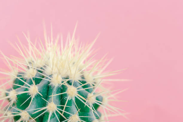 istock Cactus close up on the pink background 914011172