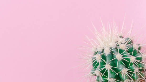 istock Cactus close up on the pink background 914011720