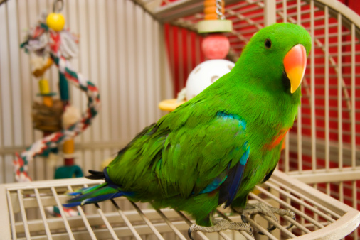 Green wavy parrot is sitting on a cage.The parrot looks out of the cage