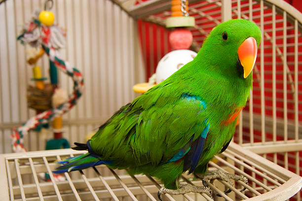 Green parrot perched on the open door of its cage stock photo