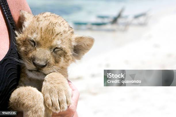 Photo libre de droit de Bébé Lionceau Sur La Plage Espace De Copie banque d'images et plus d'images libres de droit de Adolescence - Adolescence, Adolescent, Amour