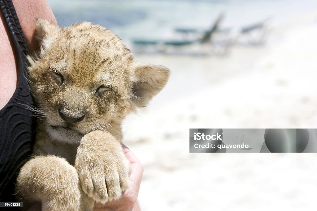 Bebê Cria de leão na praia, espaço para texto - Royalty-free Adolescente Foto de stock