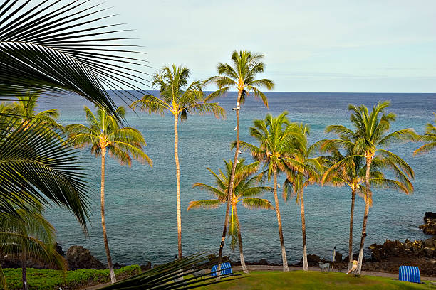 istock Morning in Hawaii Paradise 91401356